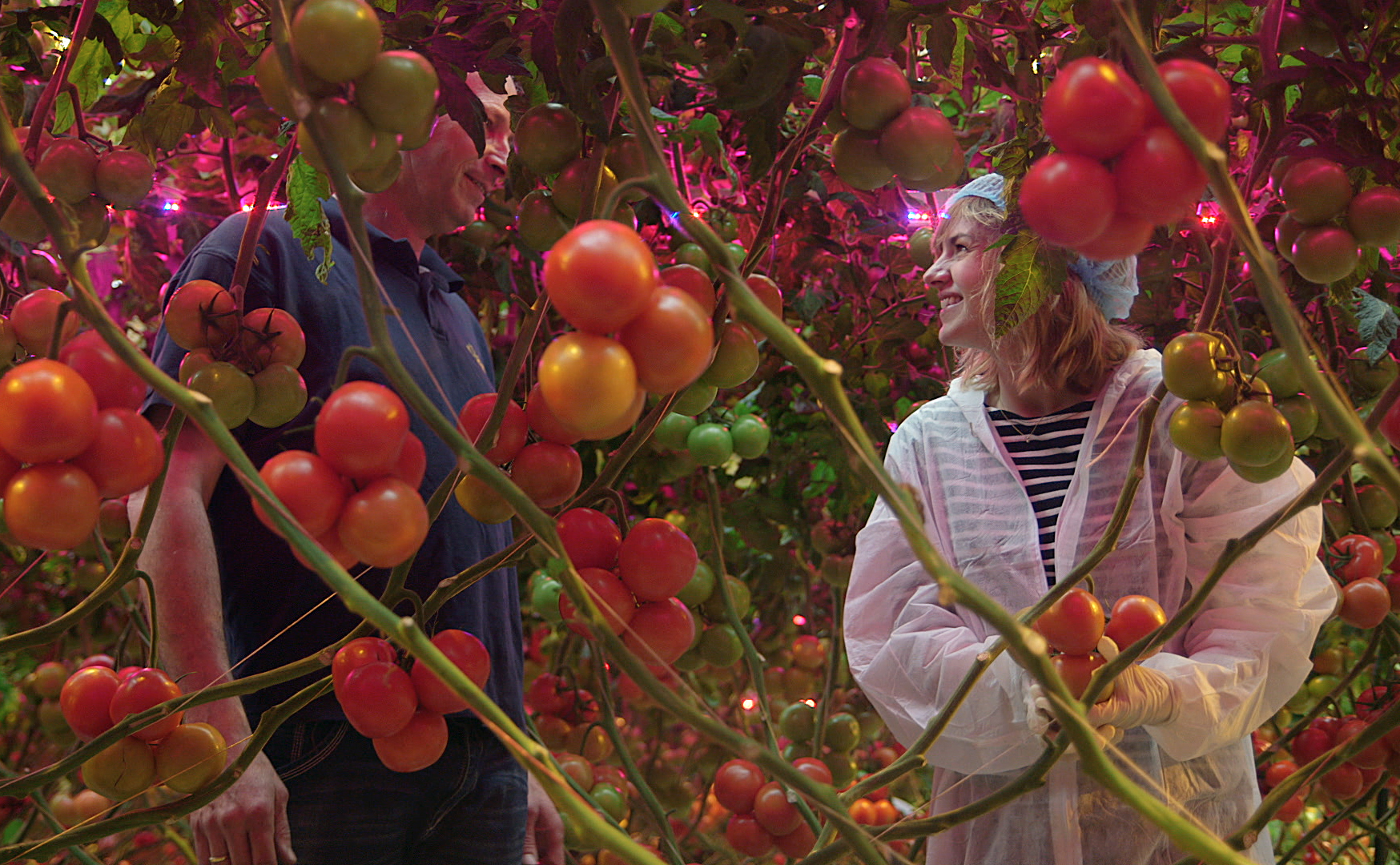 Marijn Frank van Keuringsdienst op zoek naar de toekomst van de tomaat